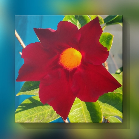 Posh Ambassador II ❤ - Picture 2 of 15